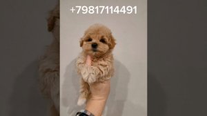 Слайд моих воспитанников МАЛЬТИПУ f1.