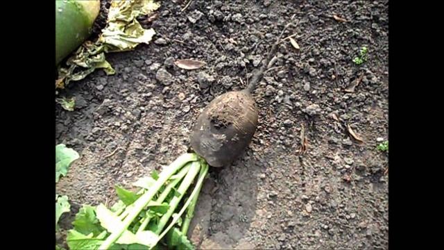 Урожай черной редьки
