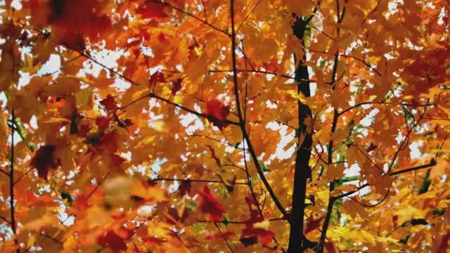 Ирина Самарина - Лабиринт "Я видела осень ..." читает Любовь Б. смотреть онлайн