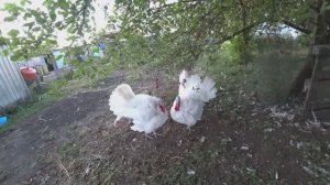 Деревенские будни / Наступление осени