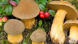 Ейск-Рошаль. По гостям. Рошальский лес. Обзор квартиры с видом на море.