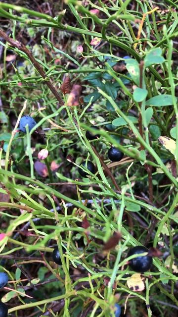 Чёрная и синяя черника смотреть онлайн