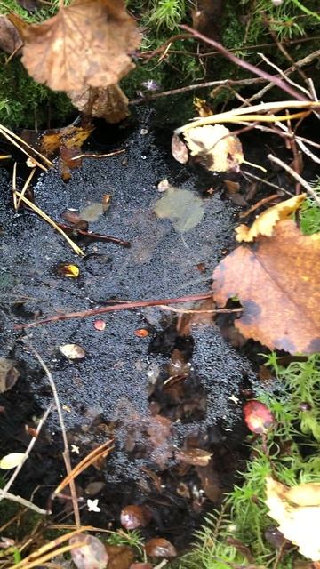 Домик паучка смотреть онлайн