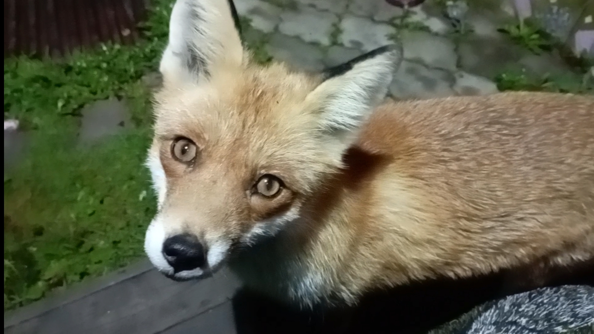 (1120) Лиса приходит в гости. Сентябрь 2025 смотреть онлайн