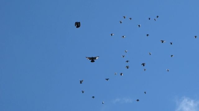 Распродажа Николаевских голубей 200шт за 10К