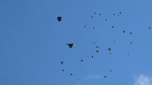 Распродажа Николаевских голубей 200шт за 10К