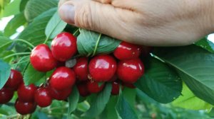 Колоновидная черешня Сильвия Ростов-на-Дону | Small Gardens