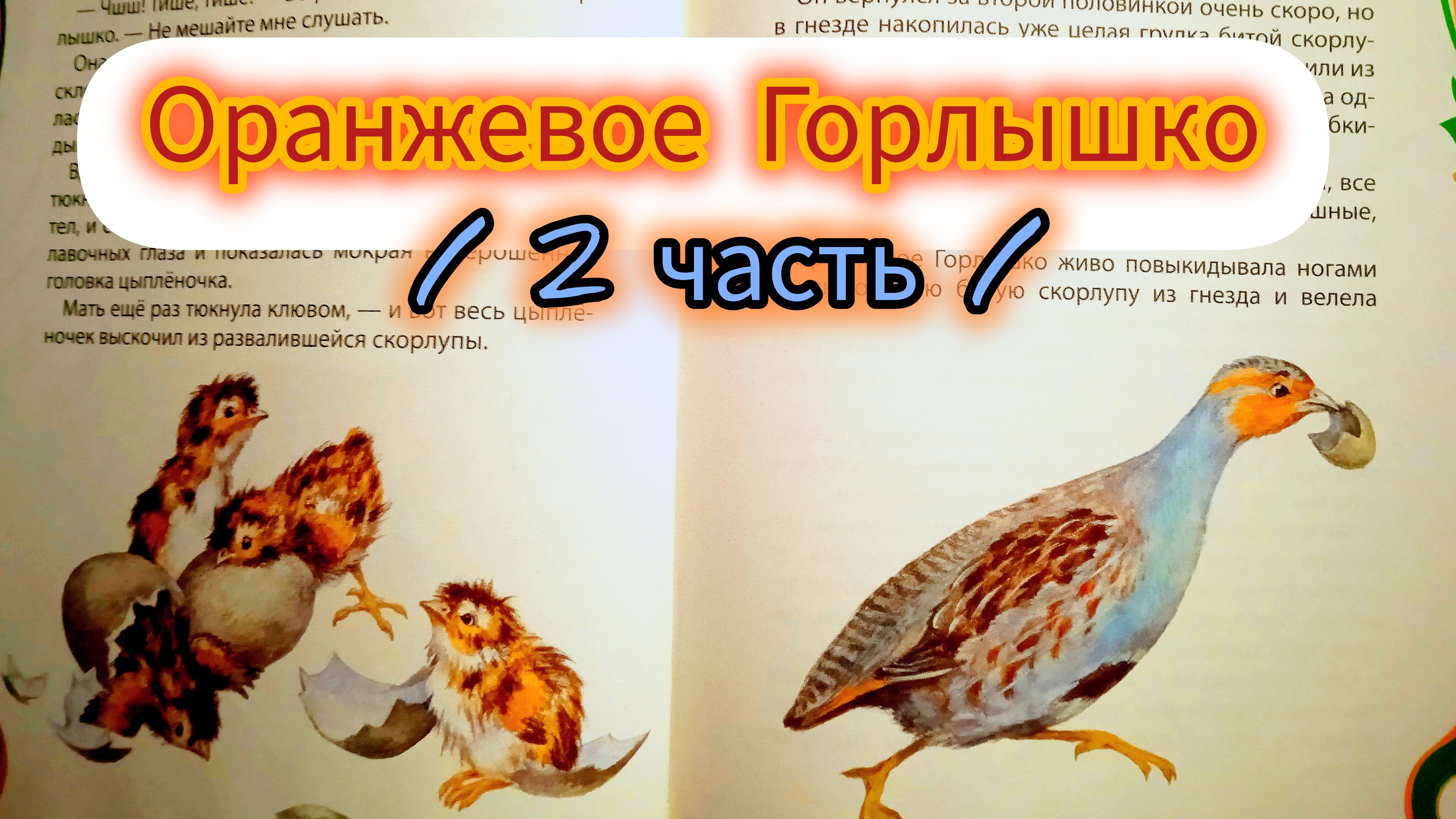ОРАНЖЕВОЕ ГОРЛЫШКО / 2 часть/