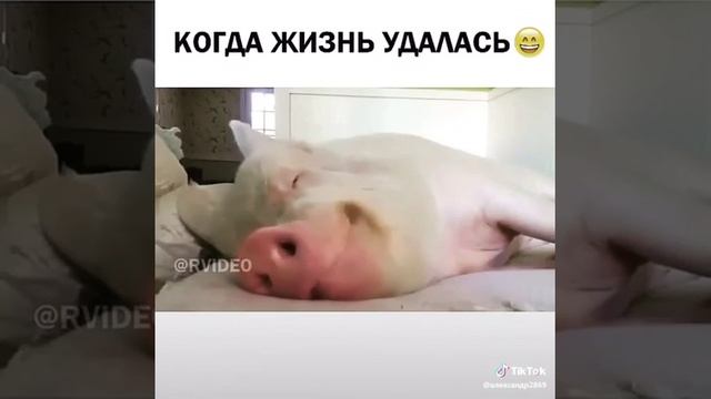 Жизнь удалась!