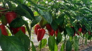 Проверенный сорт перцев - Уют