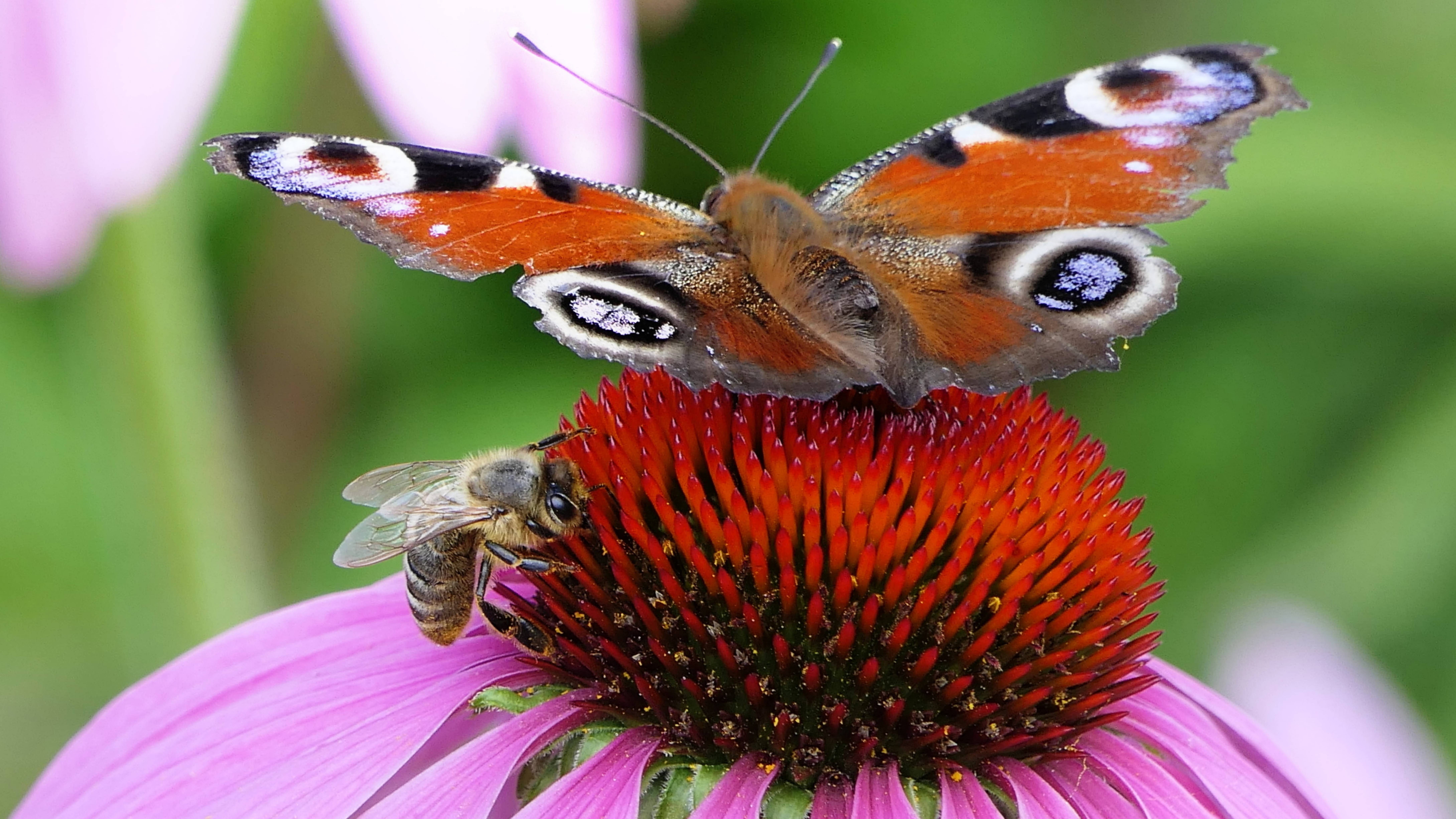 🌺🦋🌺Красивые "Бабочки и пчелы" 🦋🌺🐝собирают нектар  в нашем саду./Вдохновение Природы/