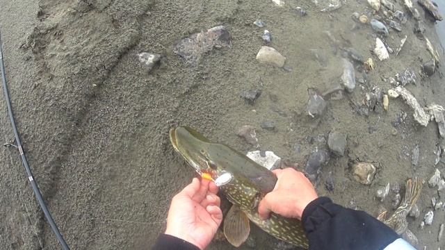 Когда хотел хариуса, а взяла она)))