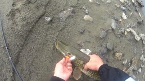 Когда хотел хариуса, а взяла она)))