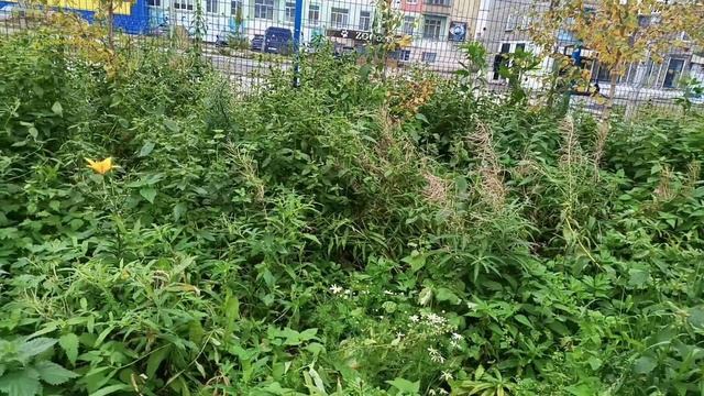 Воркута. 22.09.25. Чернова и Гагарина. смотреть онлайн