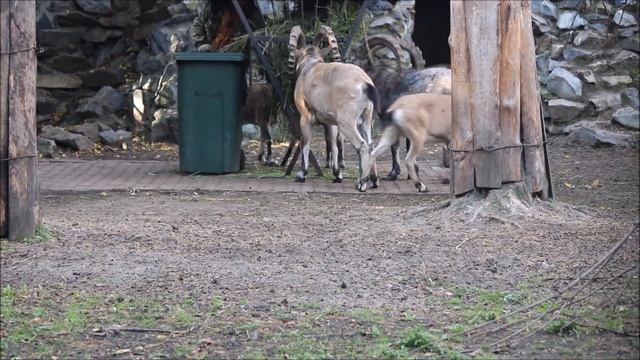 Семейство сибирских горных козлов 17.09.2025 смотреть онлайн