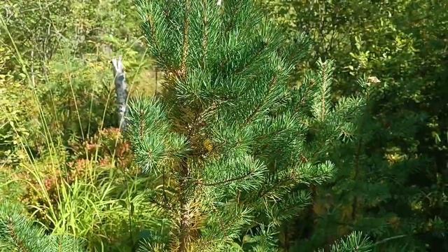 Лесные Эльфы, медитация в лесу.