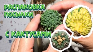 Пополнила коллекцию РЕДКИМИ кактусами из Азии. Распаковка посылки и ценный подарок от продавца!
