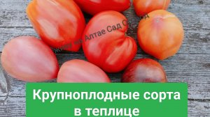 Крупноплоды в моей теплице. Продолжение предыдущего видео