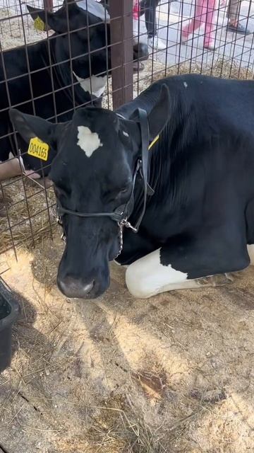 Коровы на "подиуме": как прошел конкурс красоты на агровыставке под Самарой смотреть онлайн