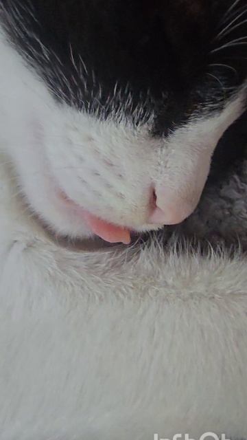 Сон котёнка... смотреть онлайн