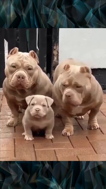 Семейная фотосессия - папа, мама и сынок смотреть онлайн