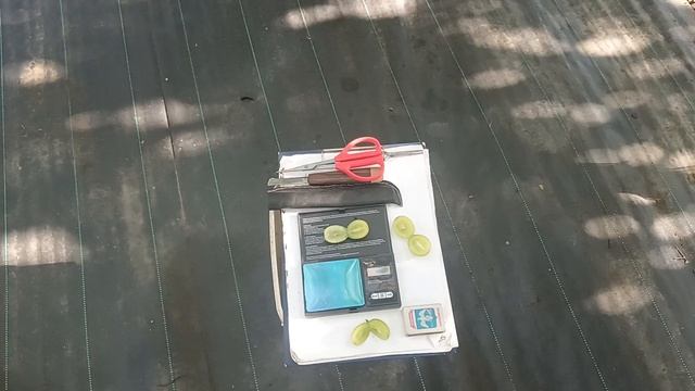 Виноград Шайн мускат (Япония) виноградник Король В. Н. г.Краснодар 22.09.25г. Slava.King2007@mail.ru