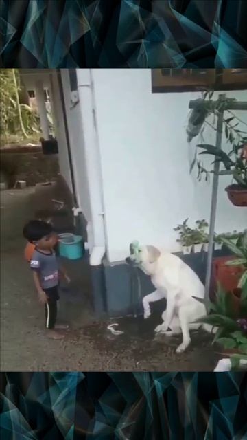 Маленький мальчик напоил собаку смотреть онлайн