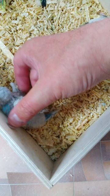 Разведение волнистых 2025г.