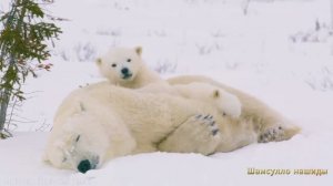 #Коран#АльАнам#СамыеКрасивыеМеста#Relaxation##Islam#Quran#AlAnam#Minshawiy #4кВидео#7часть#