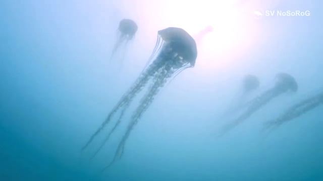 В честь кого медузы Хрисаоры (Sea nettles) род Chrysaora Péron & Lesueur, 1810 получили своё имя ? смотреть онлайн