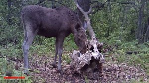 Лоси на солонце / Фотоловушка в лесу