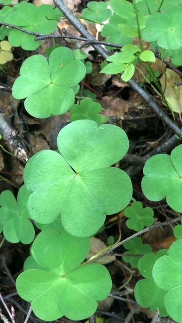 Кислица лесная (заячья капуста) смотреть онлайн