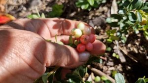 Брусника и клюква садовые-мои царицы!