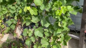 Двух-ярусная формировка винограда в беседке