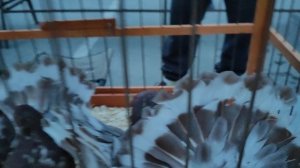 21.09.2025г Ярмарка гТула ч .1