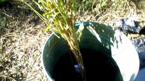 ЗАКАЗАЛ из интернет  магазина САДОВОД КРЫМ  три сорта ПЕРСИКА   посылка пришла за 5 ДНЕЙ.