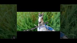 авангард и мир лошадей