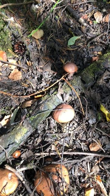 Маслята смотреть онлайн