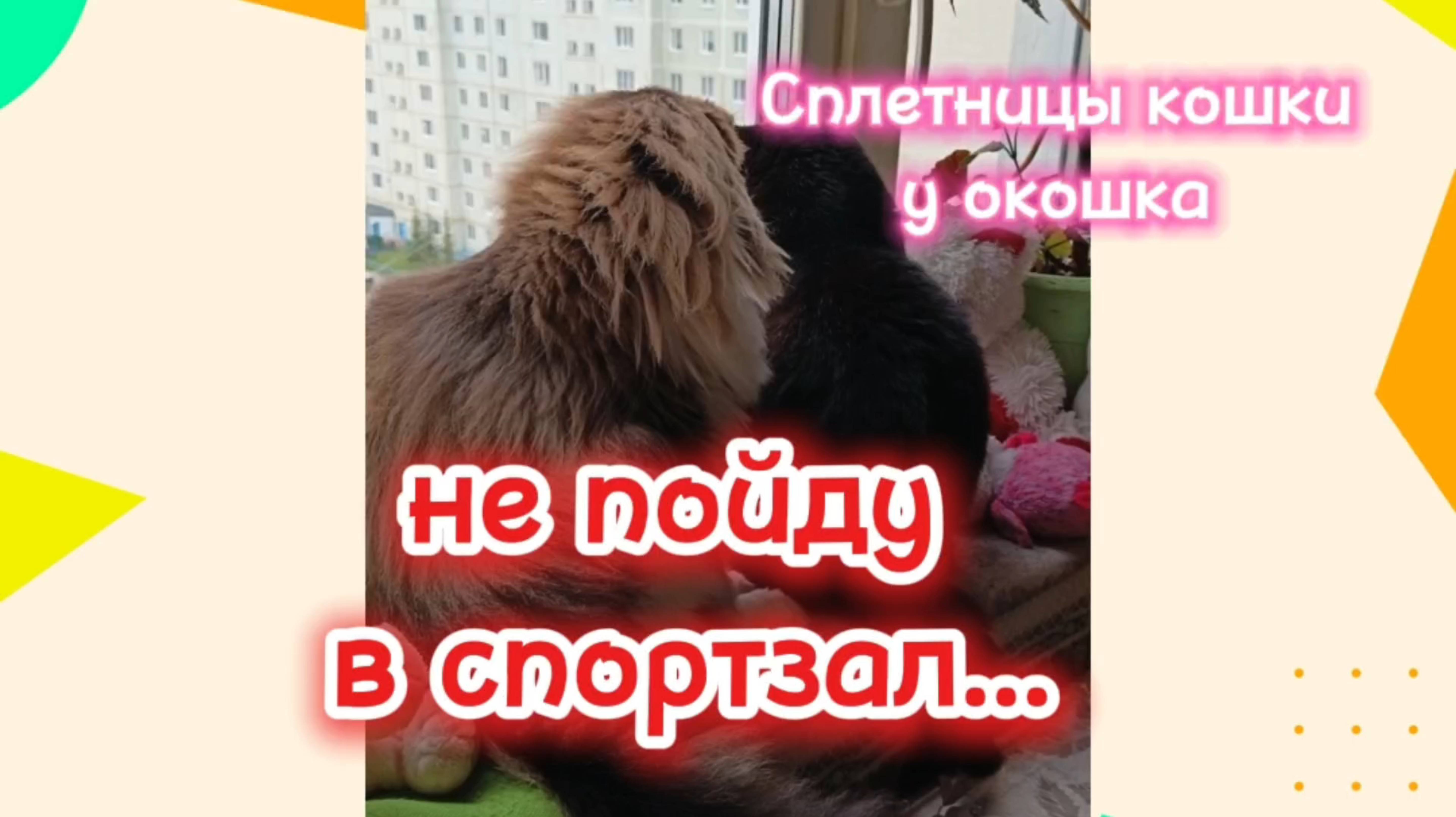 Кошки с озвучкой. смотреть онлайн