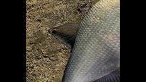 Знатная добыча! :)