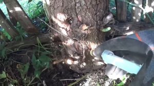 Как избавиться от дерева или кустов на всегда ☝️