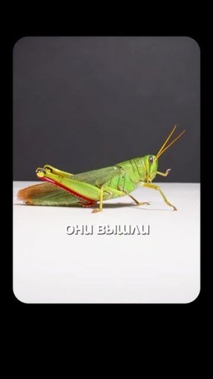 Ограничения Природы | Глеб Соломин, Алипов