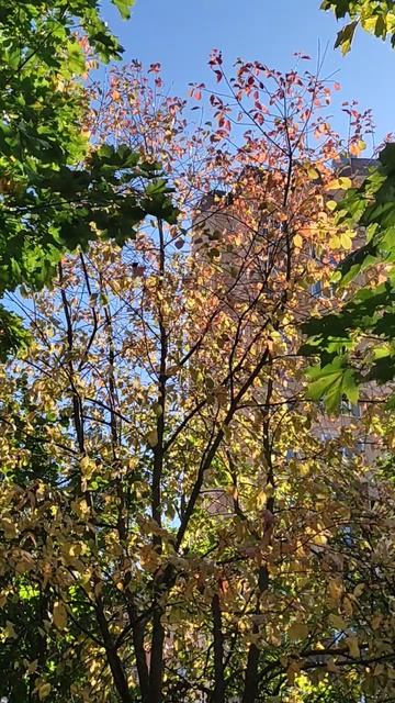 Листья клёна опадают, красотой своей дразня, Когда ветер задувает, то летят,как снег, кружа...