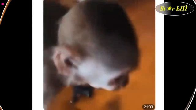 Озверевшие люди. Дружба человека и льва. смотреть онлайн