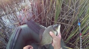 КАРАСИ ещё активно ПИТАЮТСЯ!