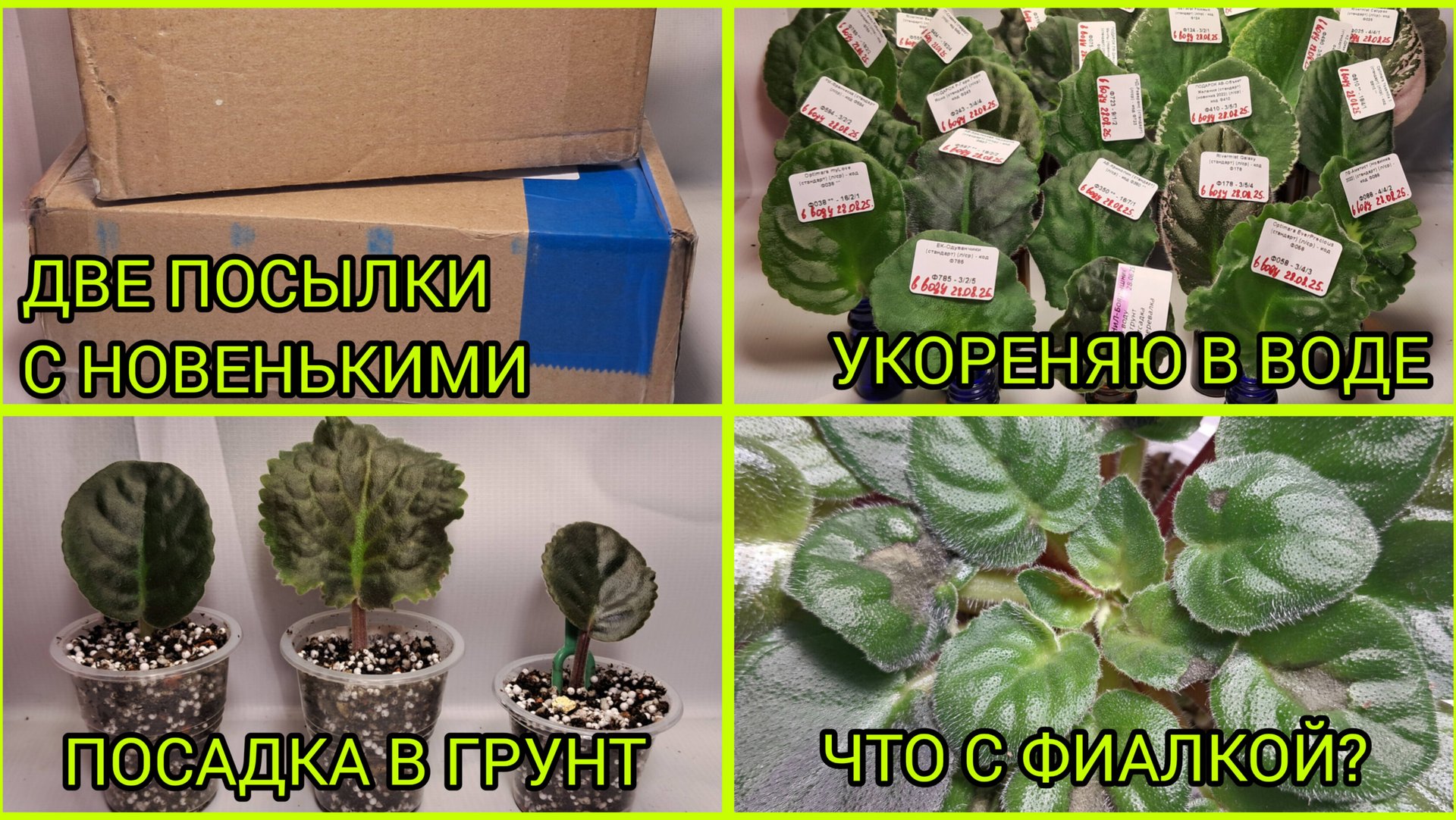 Приехали новенькие. Посадка черенков. Что с фиалкой? смотреть онлайн