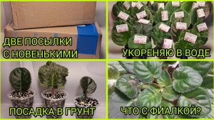 Приехали новенькие. Посадка черенков. Что с фиалкой?