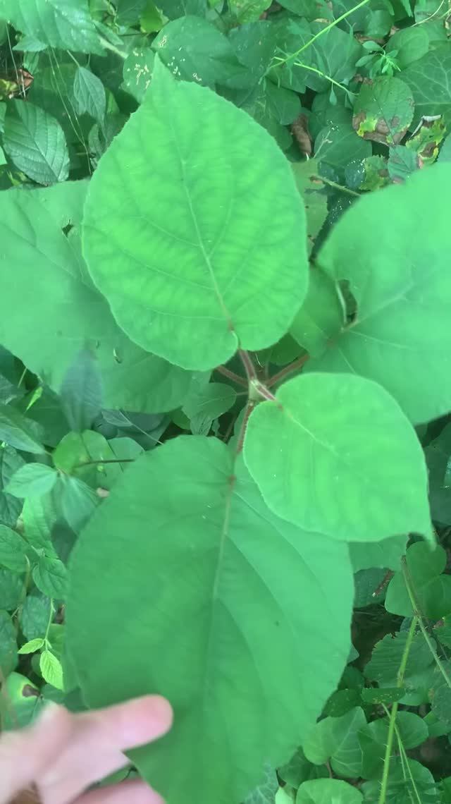 О самосеянце киви 🥝