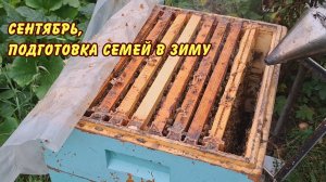 сентябрь, подготовка семей в зиму да