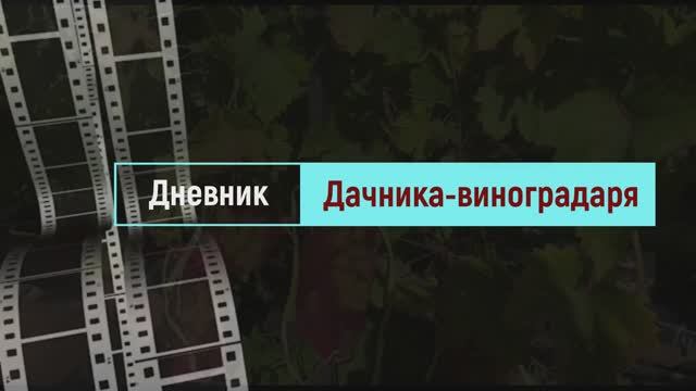 Виноград Колобок